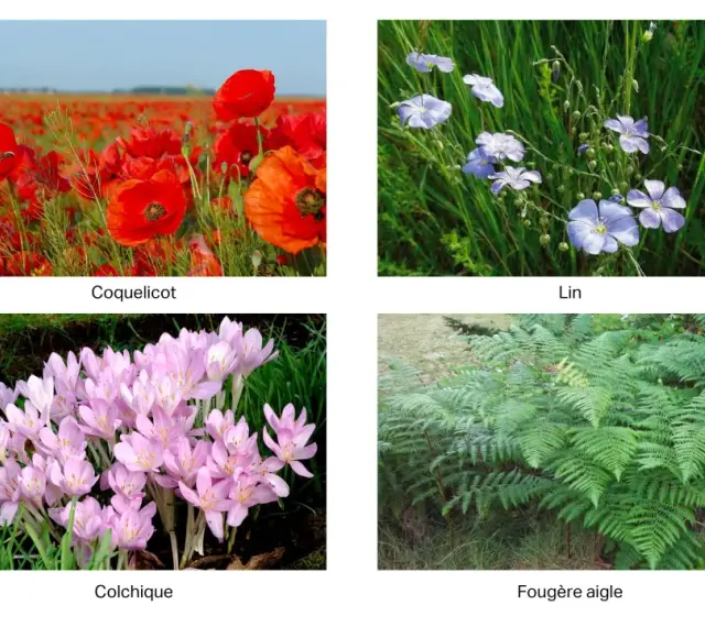 Coquelicots, lin, colchiques et fougères. Attention, la fougère aigle est un arbre toxique pour les chevaux.