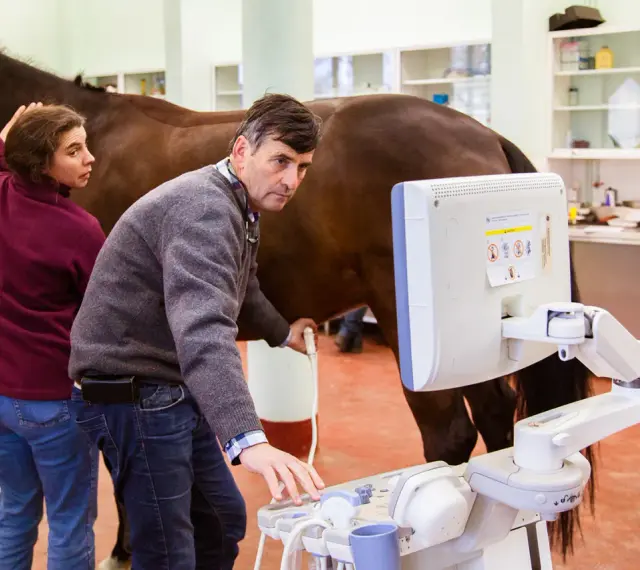 Un vétérinaire équin utilise un échographe pour examiner un cheval dans une clinique.