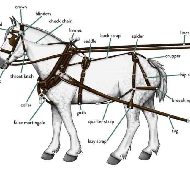 Illustration détaillée d'un cheval harnaché, montrant les différents types d'attelage chevaux : collier, sellette, bride, etc.