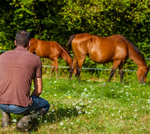 Un homme accroupi observe deux chevaux au pré. Un ethologue étudie le comportement animal.