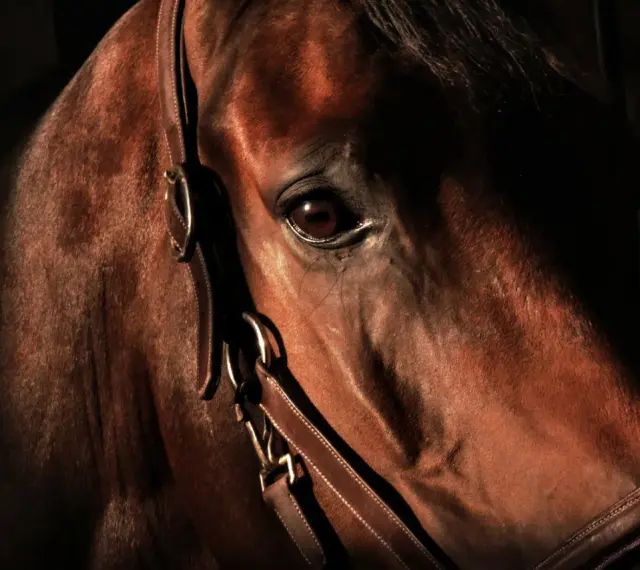 Gros plan sur le visage d'un cheval brun, son œil vif et son regard de travers captent la lumière.