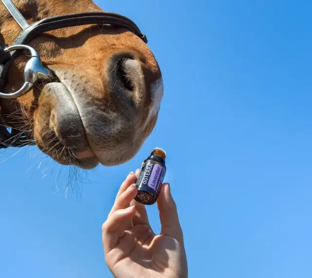 Un cheval renifle une fiole d'huile essentielle de lavande, une solution naturelle anti mouche pour le bien-être de l'animal.