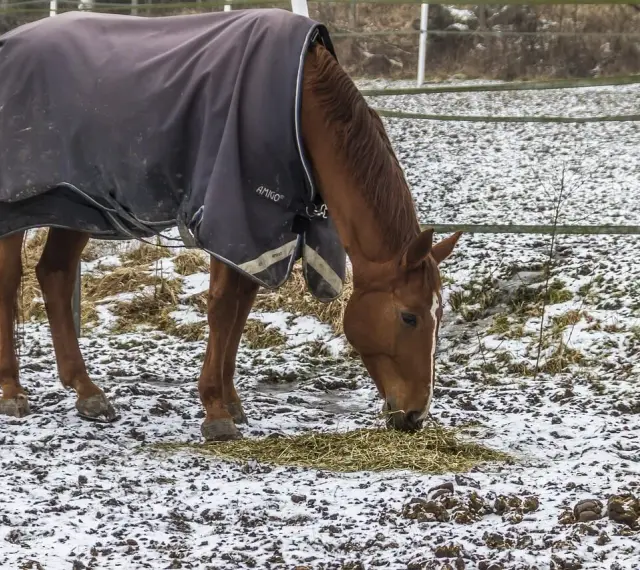 Un cheval brun, couvert d'une couverture d'hiver, mange du foin dans un champ enneigé.