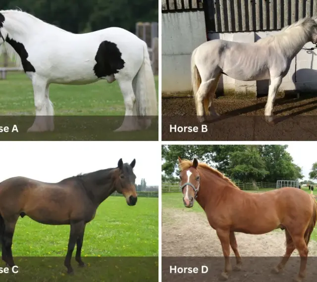 Cheval A, un piebald, semble en surpoids, un cheval obese. Cheval B est maigre. Cheval C est brun. Cheval D est roux.