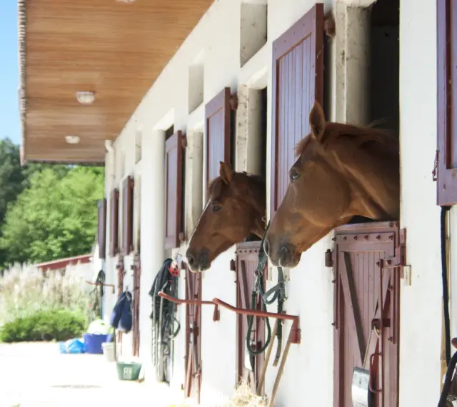 Deux chevaux curieux regardent depuis leurs boxes. Idéal pour le tarif pension chevaux chez particulier, un cadre paisible pour votre compagnon.