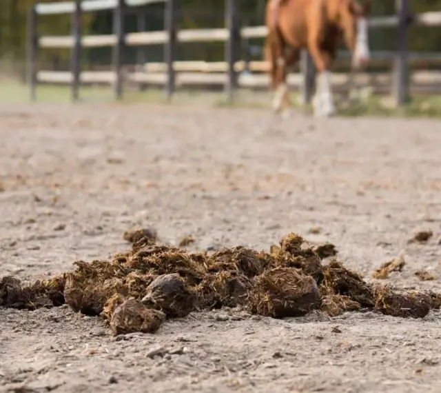 Un tas de crottin de cheval sur le sol d'une carrière, avec un cheval en arrière-plan.