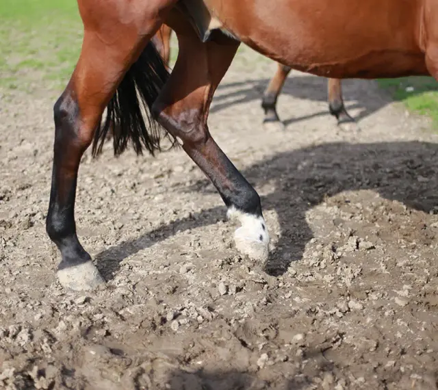 Jambes de cheval marron dans la boue, sabots marqués par la gale de boue.