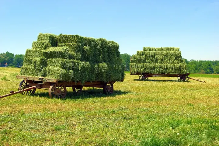 Deux charrettes chargées de bottes de foin vert, illustrant la différence paille et foin. Le soleil brille sur le champ.