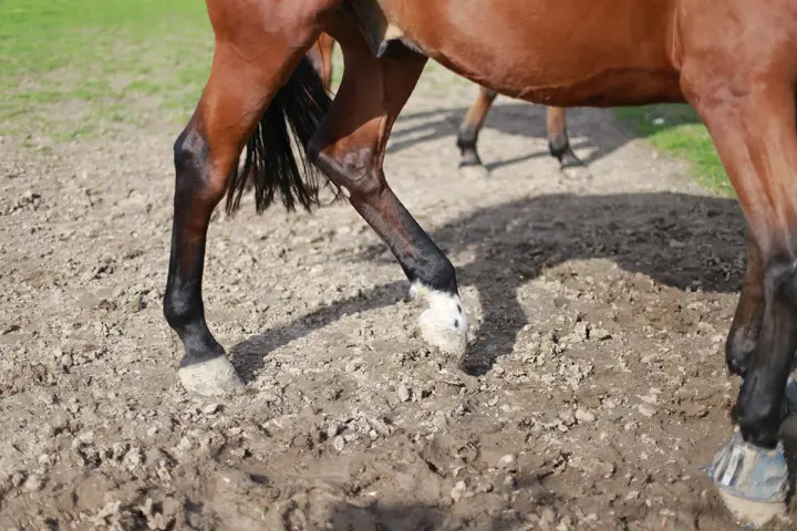Jambes de cheval marron dans la boue, sabots marqués par la gale de boue.