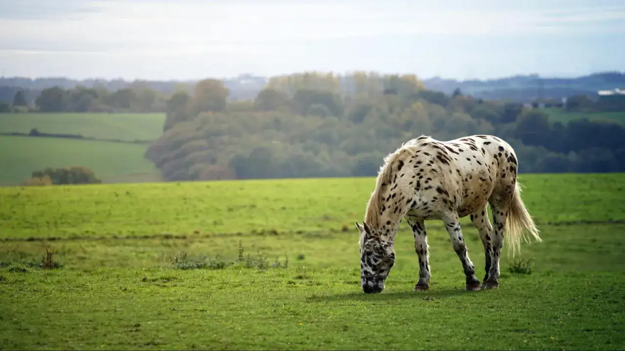 Un magnifique cheval pie broute paisiblement dans un pré verdoyant, sous un ciel doux.