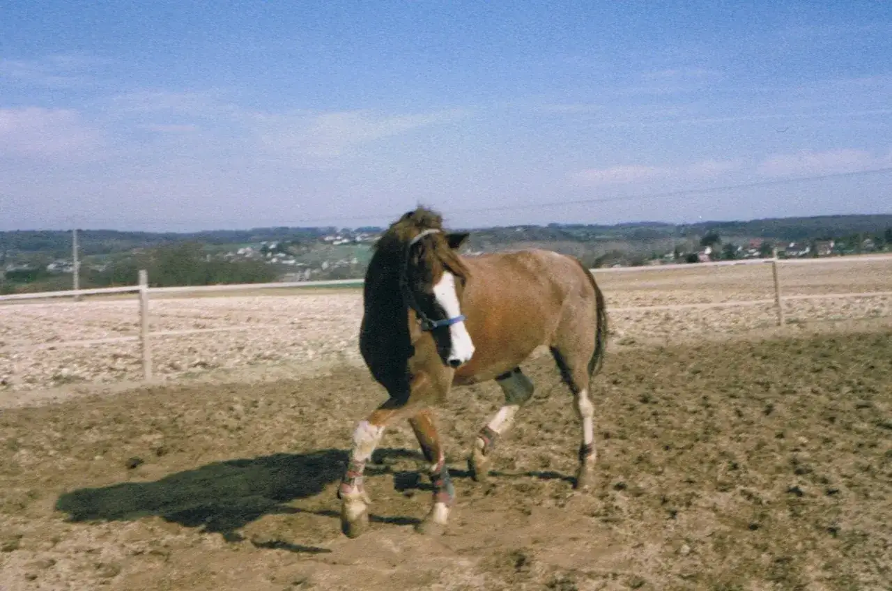 Un cheval brun et blanc tourne dans le rond d'Havrincourt, ses jambes protégées par des bandes colorées.