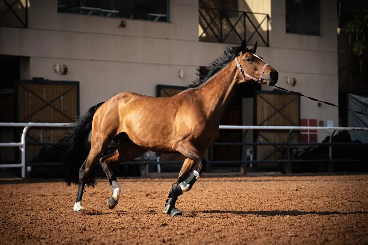 Un cheval brun court dans une carrière en fibre. Un avis carrière en fibre pour un entraînement de champion.
