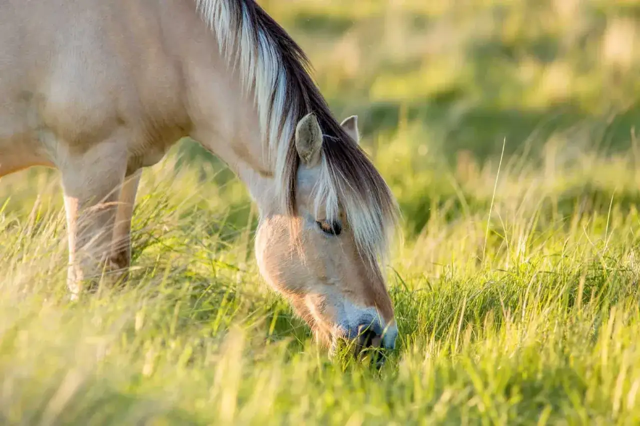 Un cheval broute paisiblement dans un champ d'herbe verte et dorée. Il est en train de découvrir ce que mange un cheval.