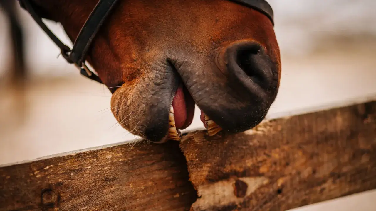 Gros plan sur la bouche d'un cheval qui tique sur une barrière en bois, montrant ses dents et sa langue rose.