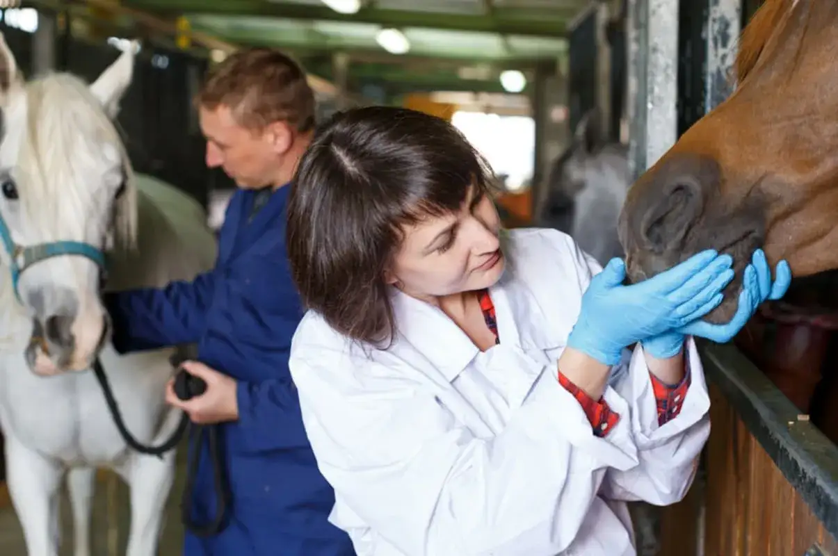 Une vétérinaire examine un cheval dans une écurie, un homme en blouse bleue est à côté d'un autre cheval. Un exemple d'emploi équestre.