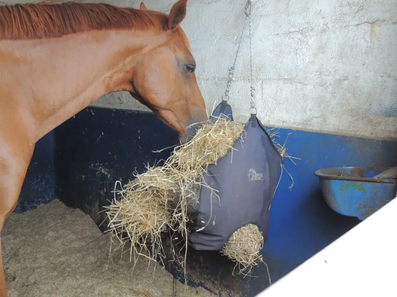 Un cheval brun mange du foin dans un sac de ration cheval suspendu.