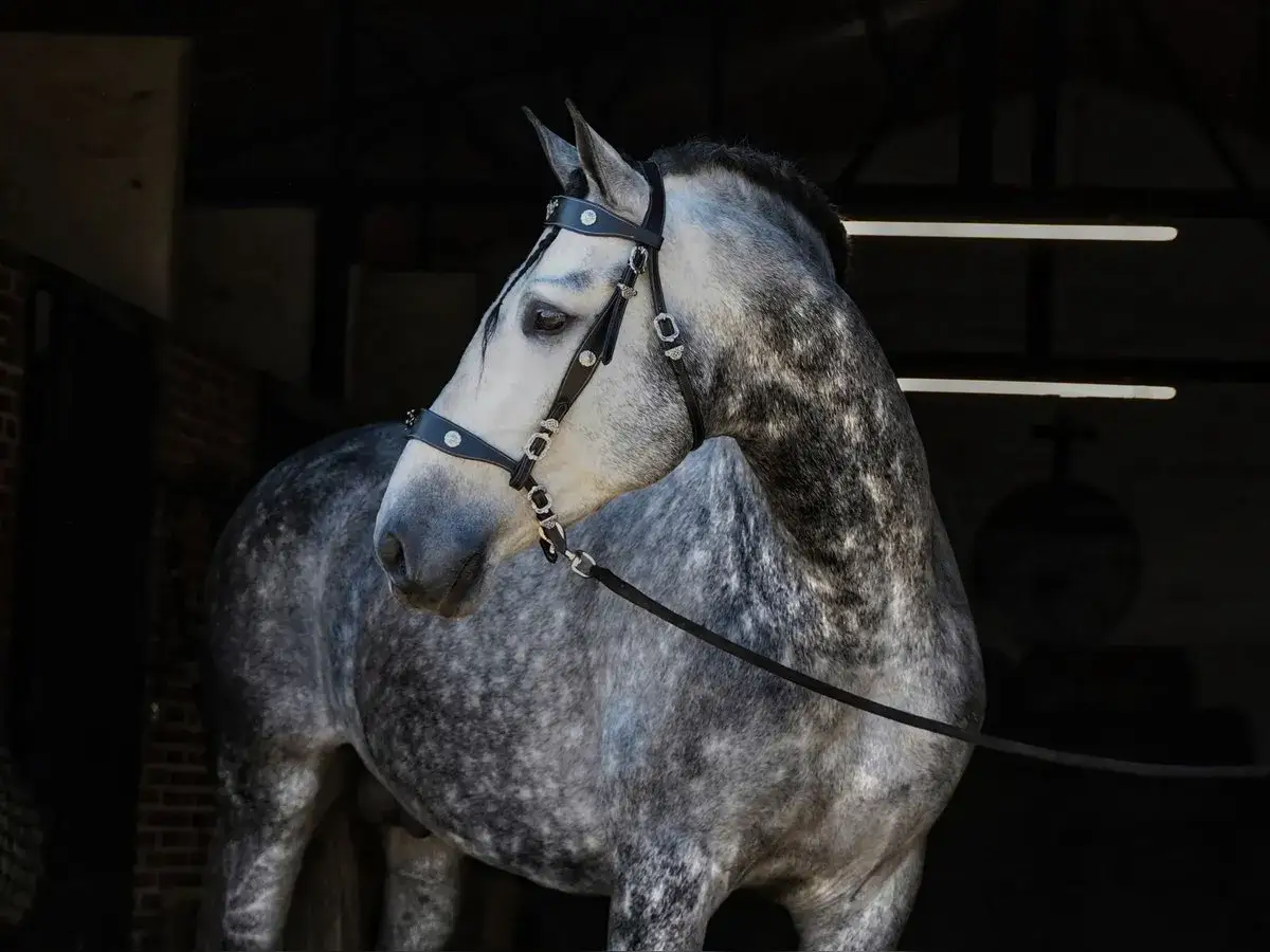 Magnifique cheval gris pommelé, fier et élégant, portant une bride ornée. Il attend patiemment dans l'ombre d'une écurie.