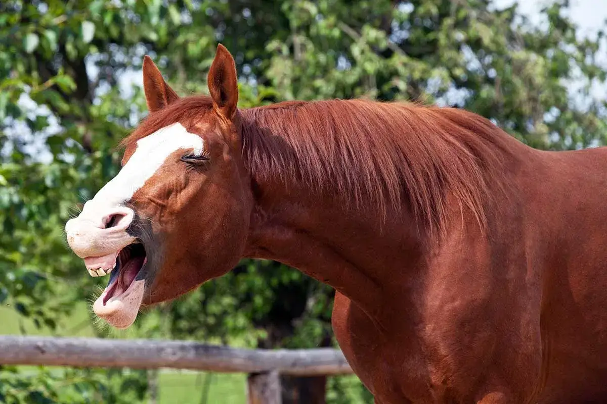 Un cheval bai, le nez retroussé et les yeux mi-clos, bâille largement, révélant ses dents.