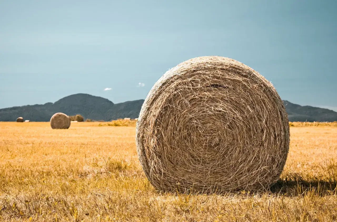 Gros plan sur une botte de foin ronde dans un champ doré. La différence paille et foin est subtile, mais le foin est plus nutritif pour le bétail.