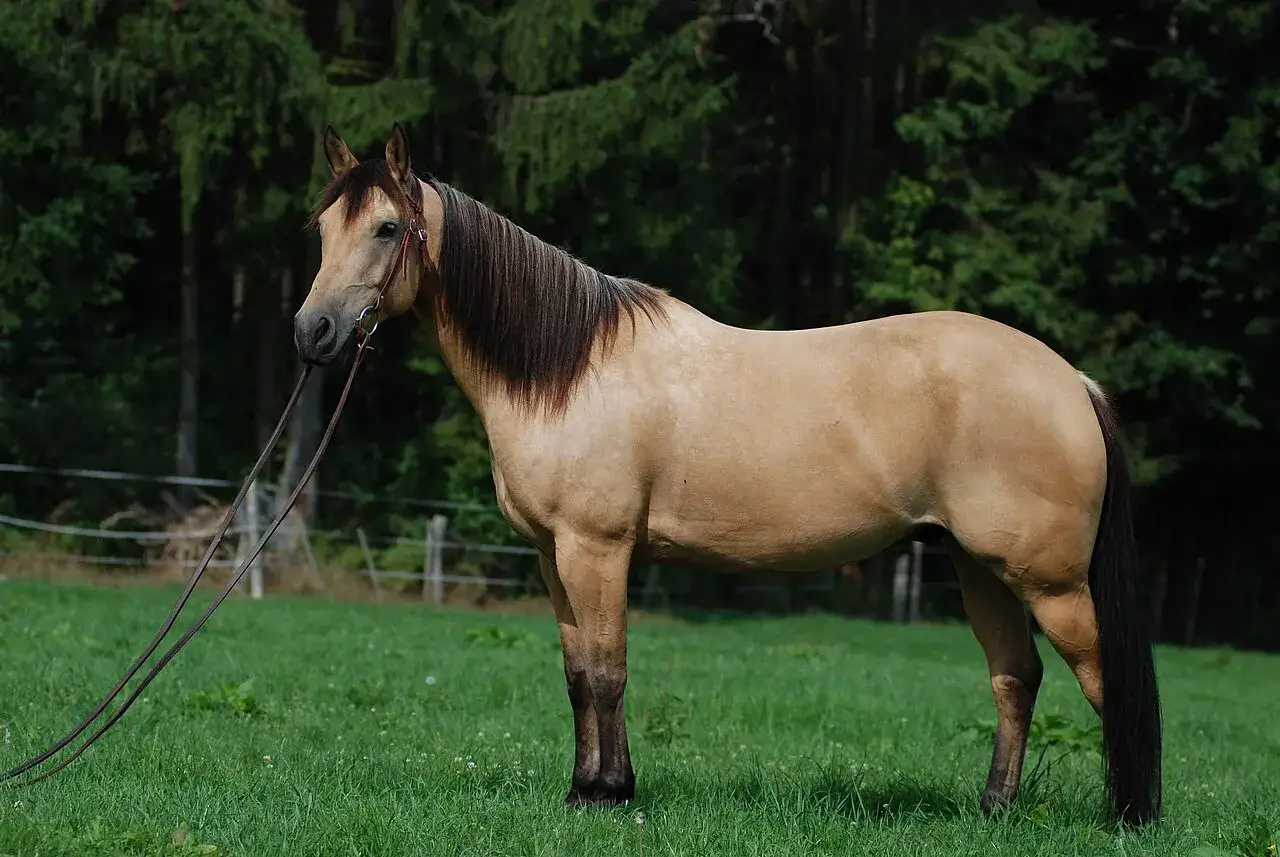 Un magnifique cheval isabelle, au pelage doré et à la crinière sombre, se tient fièrement dans un pré verdoyant.