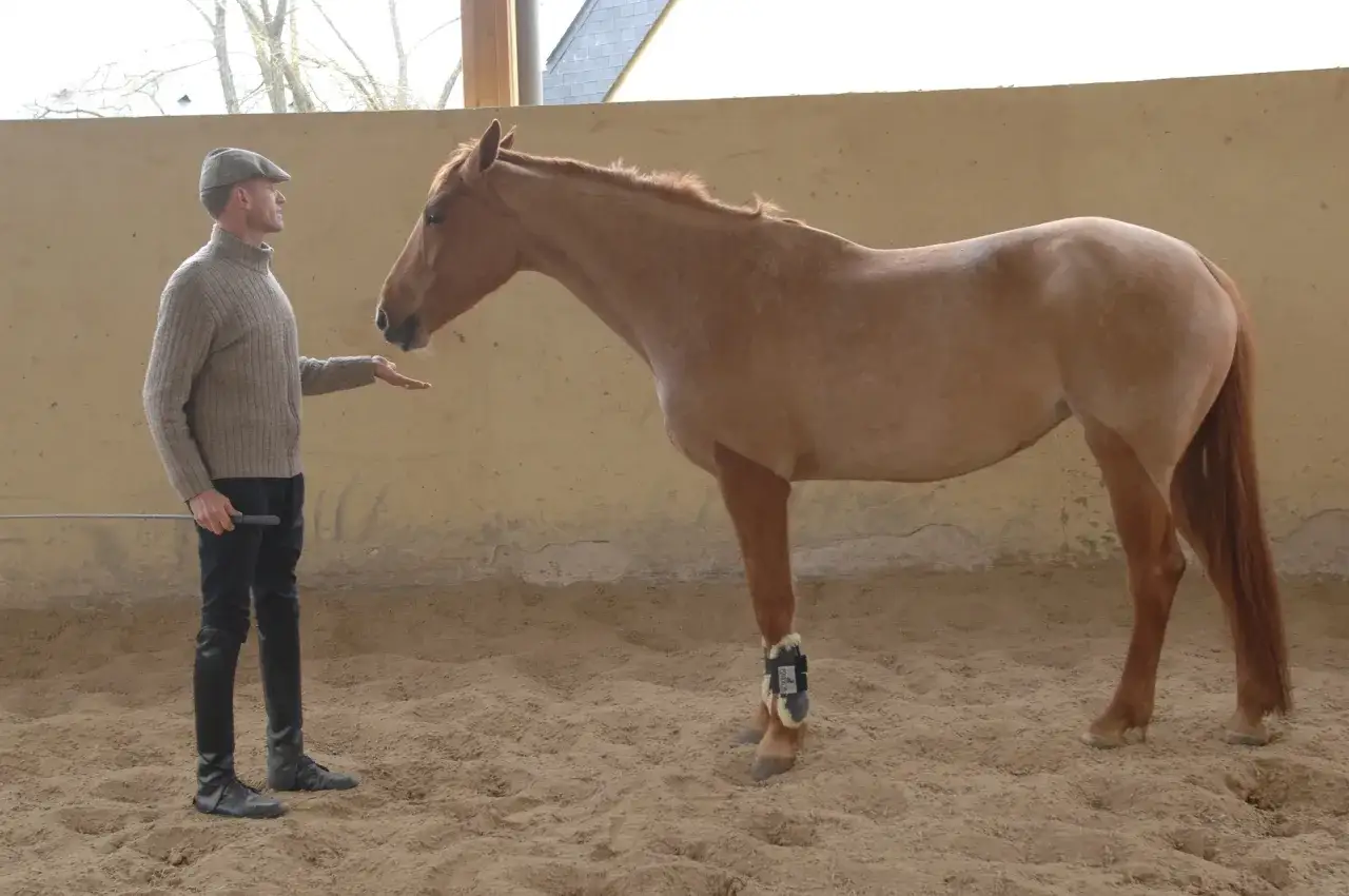 Un homme, tel un ethologue, observe et interagit avec un cheval dans une carrière.