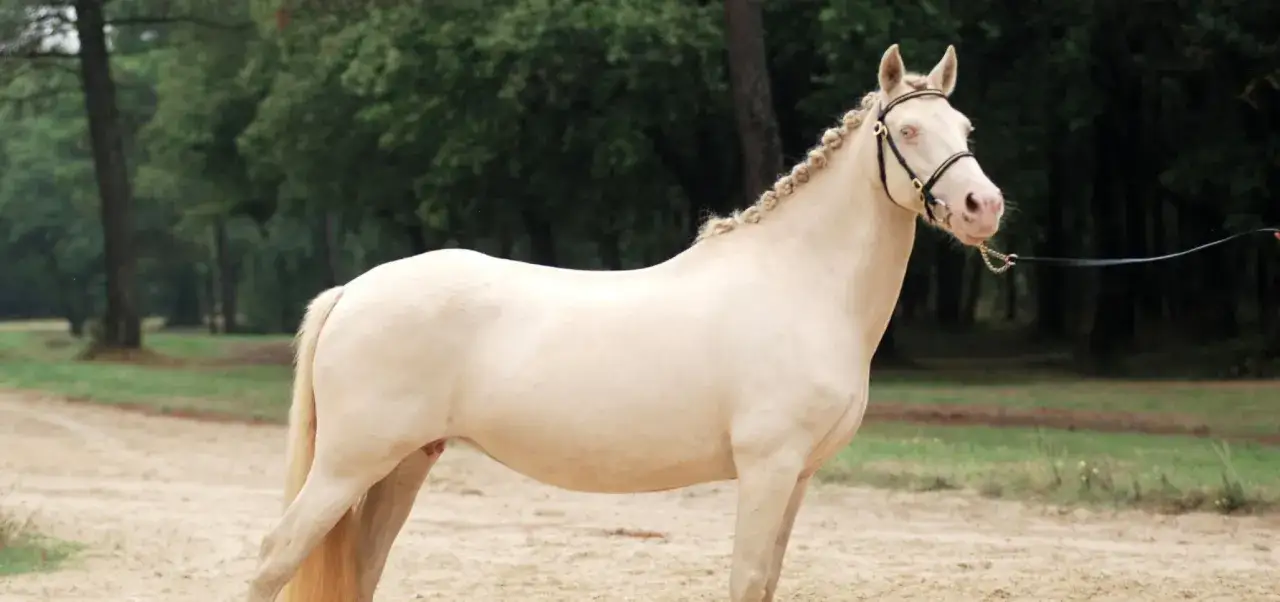 Magnifique cheval aubère à la robe claire, crinière tressée, se tient sur un chemin sablonneux, entouré d'arbres.