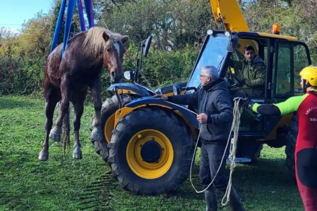 Sauvetage d'un cheval suspendu par une grue, après une chute. L'animal semble sain et sauf.