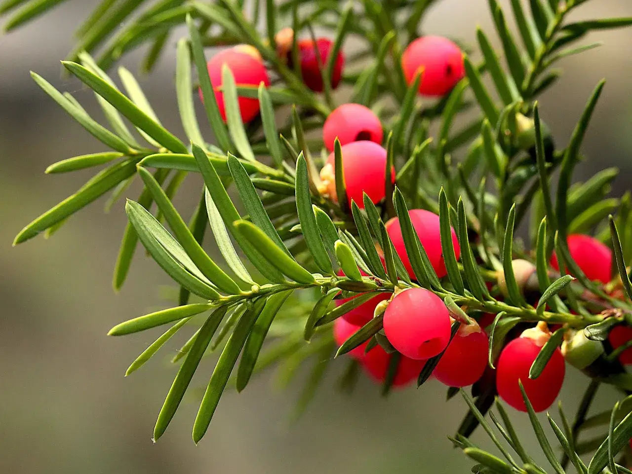 Rameau d'if avec ses baies rouges vives, un arbre toxique pour les chevaux, à ne pas laisser à leur portée.