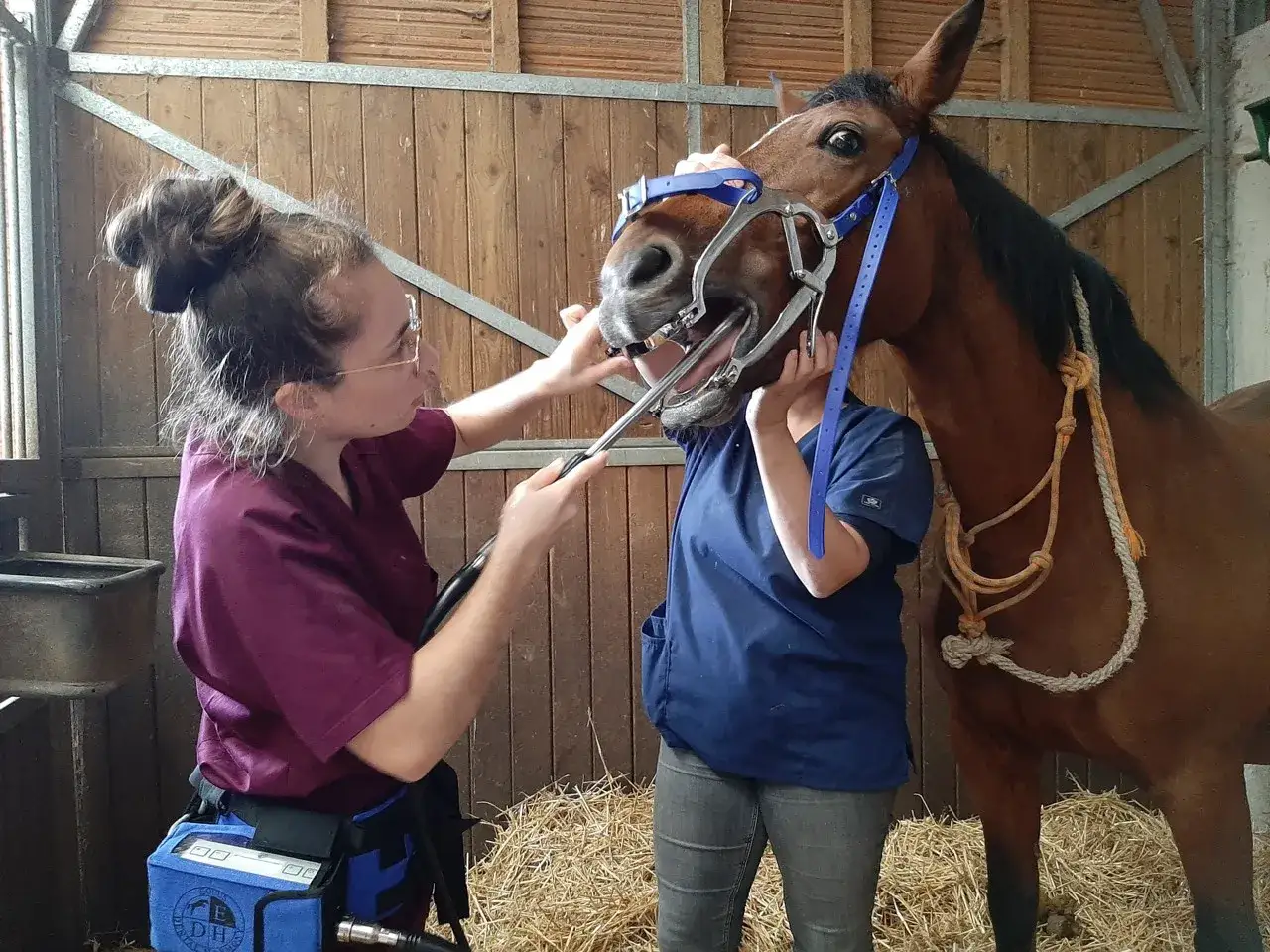 Formation dentiste équin : une vétérinaire examine la bouche d'un cheval avec un appareil.