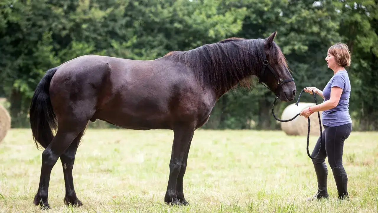 Une femme pratique l'équitation éthologique avec un cheval noir dans un pré verdoyant.