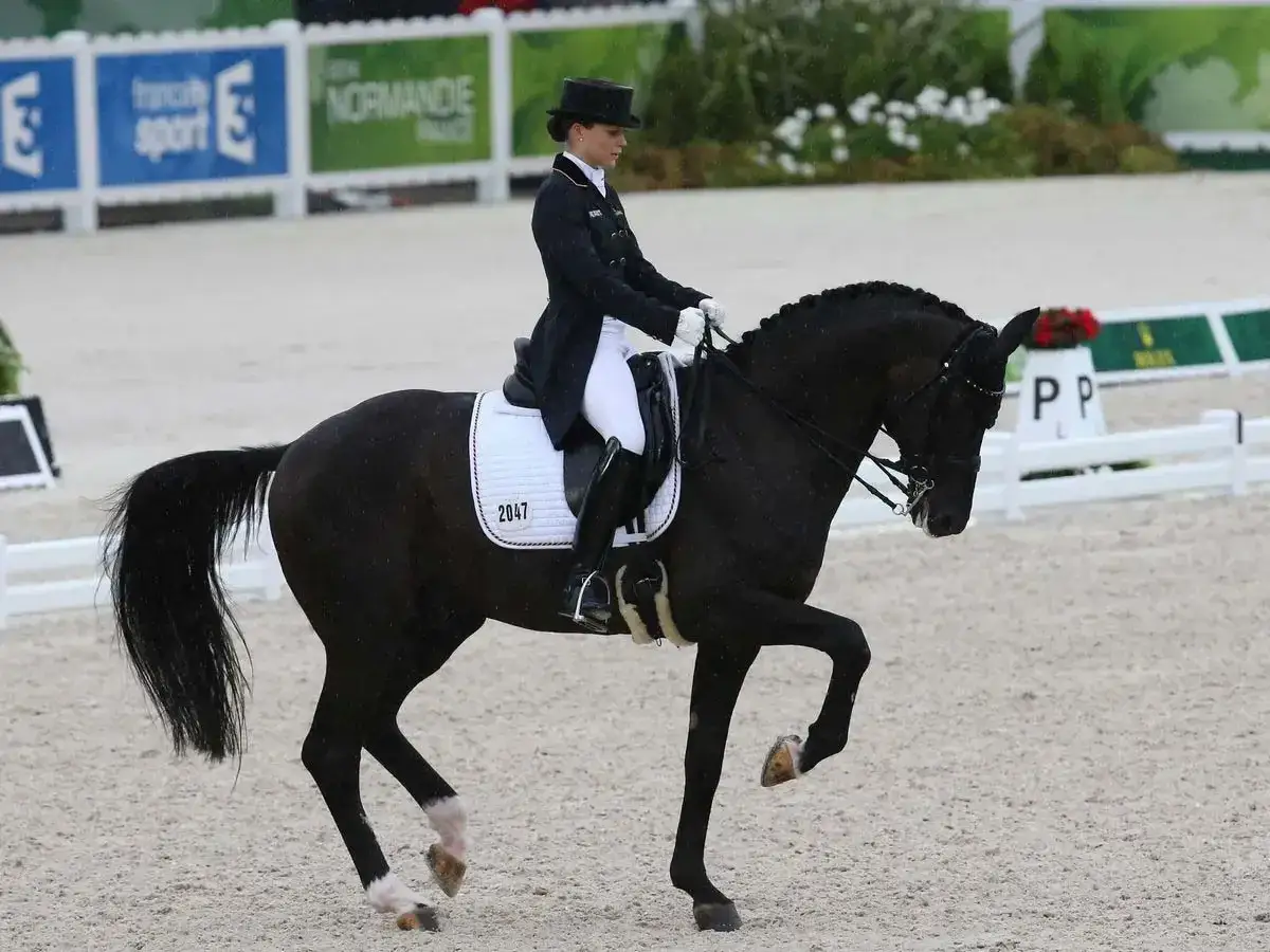 Cavalière en tenue de dressage, effectuant un mouvement gracieux avec son cheval noir. L'équitation de dressage demande précision et harmonie.