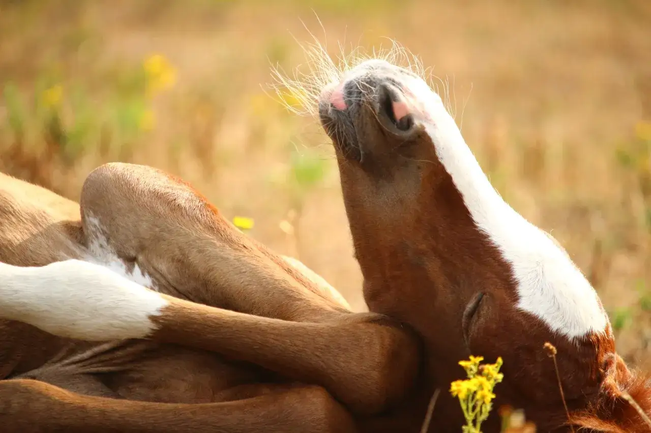 Un jeune cheval brun et blanc, en plein sommeil quotidien, repose dans un champ fleuri.