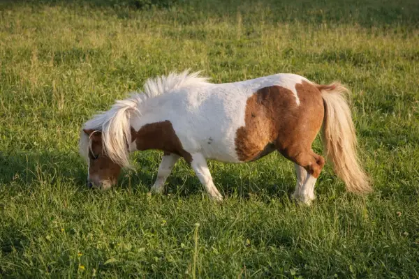Poney Shetland pie, en pleine fourbure dans une prairie verdoyante. Sa crinière blanche flotte au vent tandis qu'il broute paisiblement.