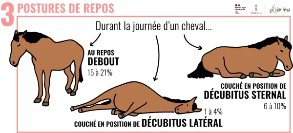 Le cheval sommeil quotidien : au repos debout, couché sur le sternum ou en décubitus latéral. Illustration des postures de repos du cheval.