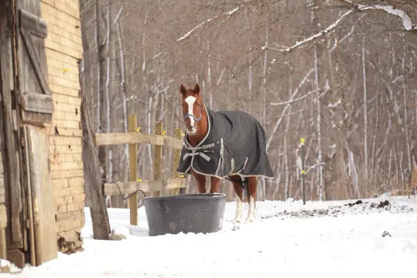Un cheval qui transpire au repos en hiver, couvert d'une couverture, se tient près d'un abreuvoir dans la neige.