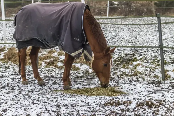 Un cheval brun, couvert d'une couverture d'hiver, mange du foin dans un champ enneigé.