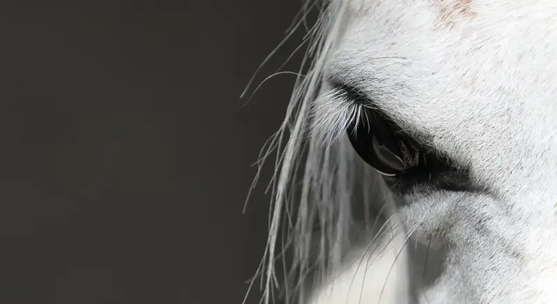 Œil d'un cheval blanc, reflet de la confiance et de la connexion en équitation éthologique.