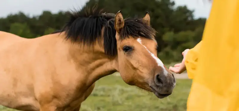 Un cheval robe isabelle, au pelage doré, tend son museau vers une main tendue, dans un moment de confiance.