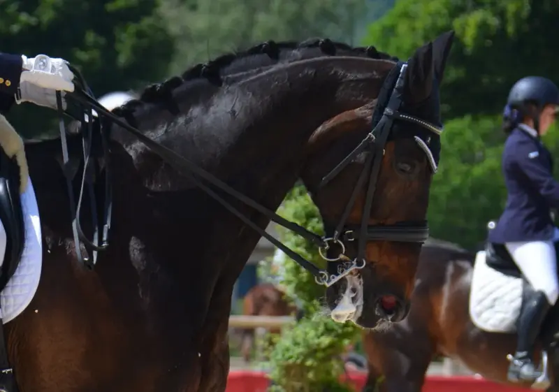 Un cheval brun avec une crinière tressée porte une bride. Un cavalier en tenue de concours tient les rênes. Le chanfrein du cheval est visible.
