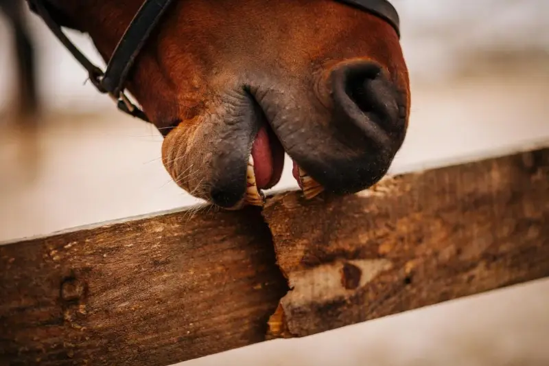 Gros plan sur un cheval qui tique sur une planche de bois, montrant ses dents et sa langue.