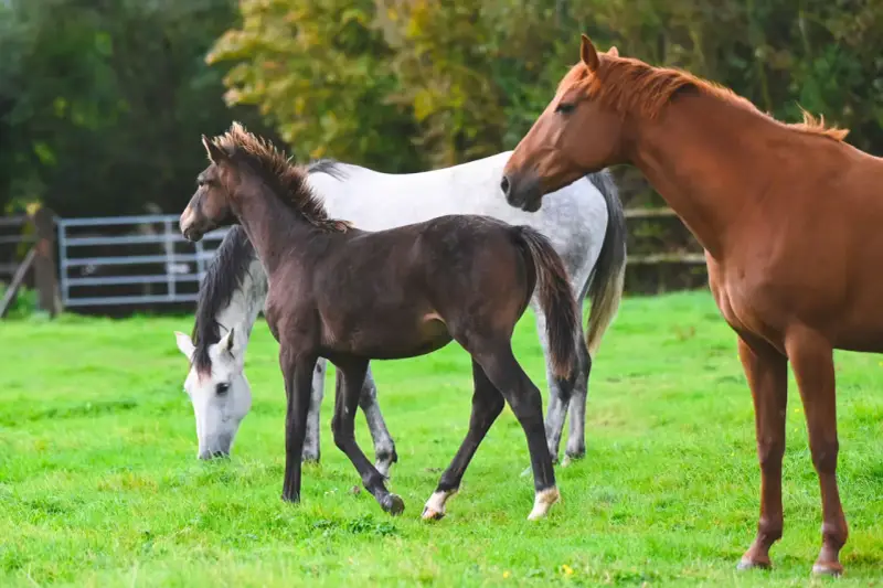 Un jeune poulain brun gambade dans un pré verdoyant, entouré de chevaux adultes.