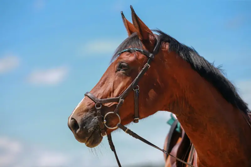 Tête de cheval bai, portant une bride ornée de perles bleues, sous un ciel clair.