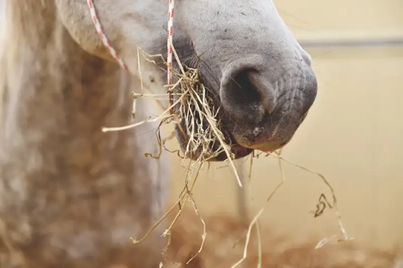 Gros plan sur le museau d'un cheval gris mangeant du foin. La nourriture cheval est bien visible, accrochée à ses lèvres.