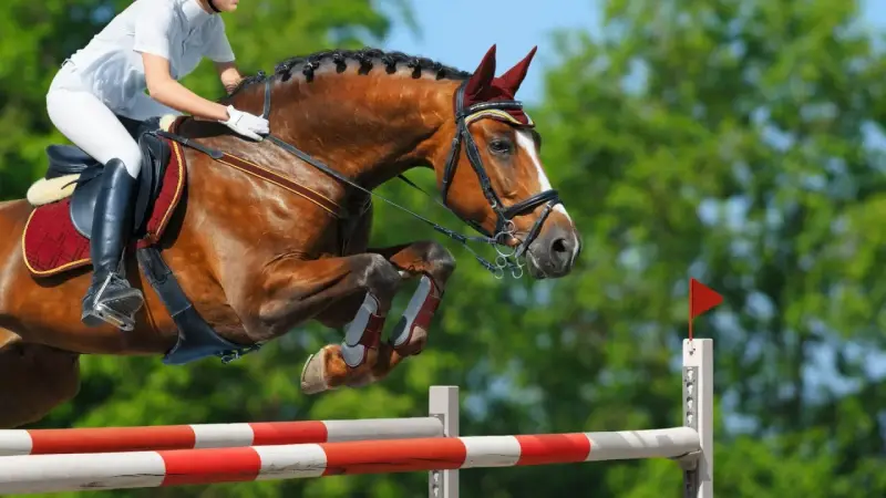 Un cheval brun et son cavalier en tenue blanche effectuent un saut d'obstacles, leurs corps tendus dans un mouvement gracieux au-dessus de la barre.