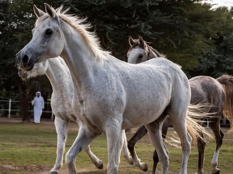 Trois chevaux, dont une magnifique saillie pur sang arabe, se promènent dans un pré. Un homme en tenue traditionnelle les observe.