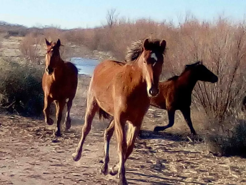 Trois chevaux galopent dans un paysage aride. Le cheval au premier plan, au pelage roux, semble regarder le spectateur, un signe d'affection d'un cheval.