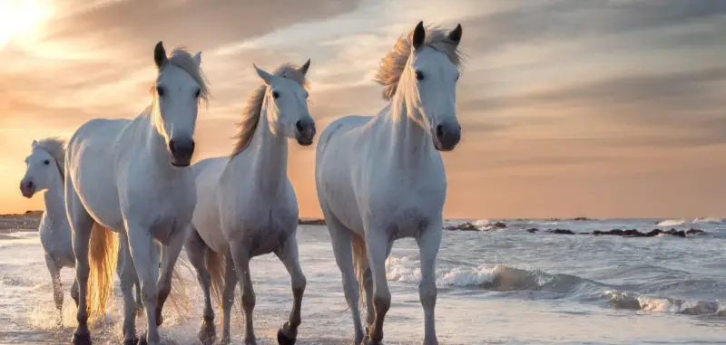 Trois chevaux blancs, dont un cheval gris pommelé, galopent sur une plage au coucher du soleil.