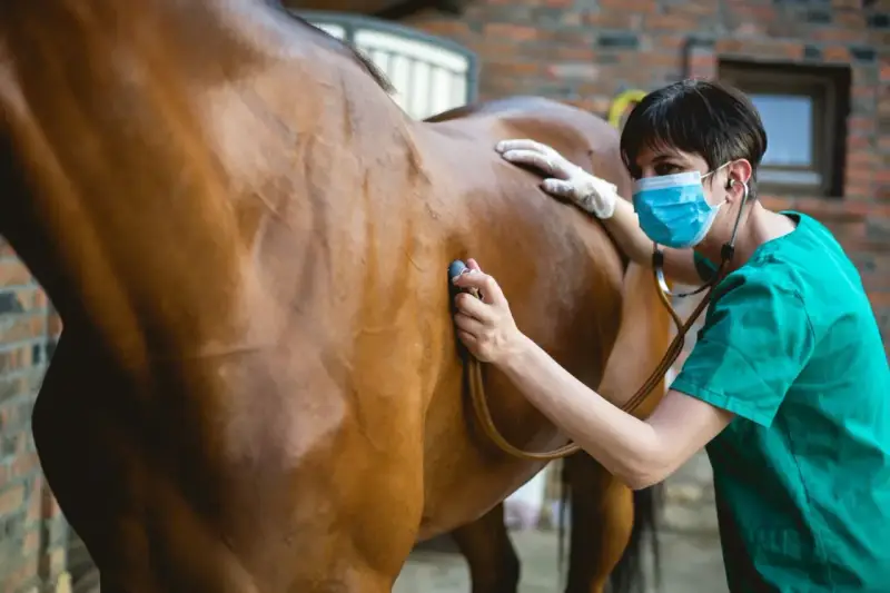 Vétérinaire examinant un cheval qui tousse avec un stéthoscope.