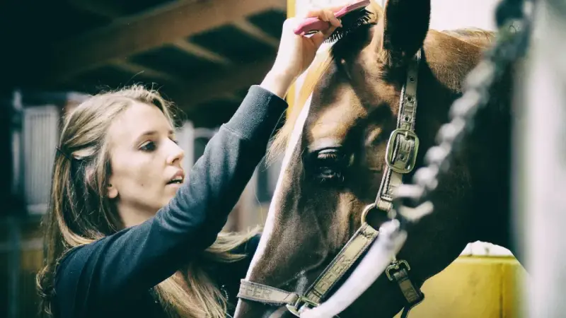 Une jeune femme brosse la crinière d'un cheval dans une écurie. Un moment de complicité qui illustre un emploi équestre passionnant.
