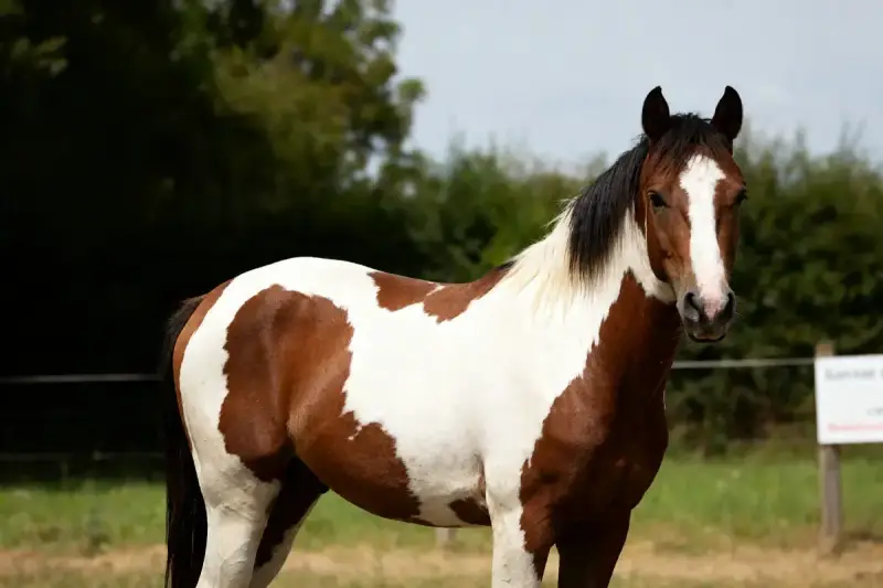 Un magnifique cheval pie, au pelage brun et blanc, se tient dans un pré verdoyant.